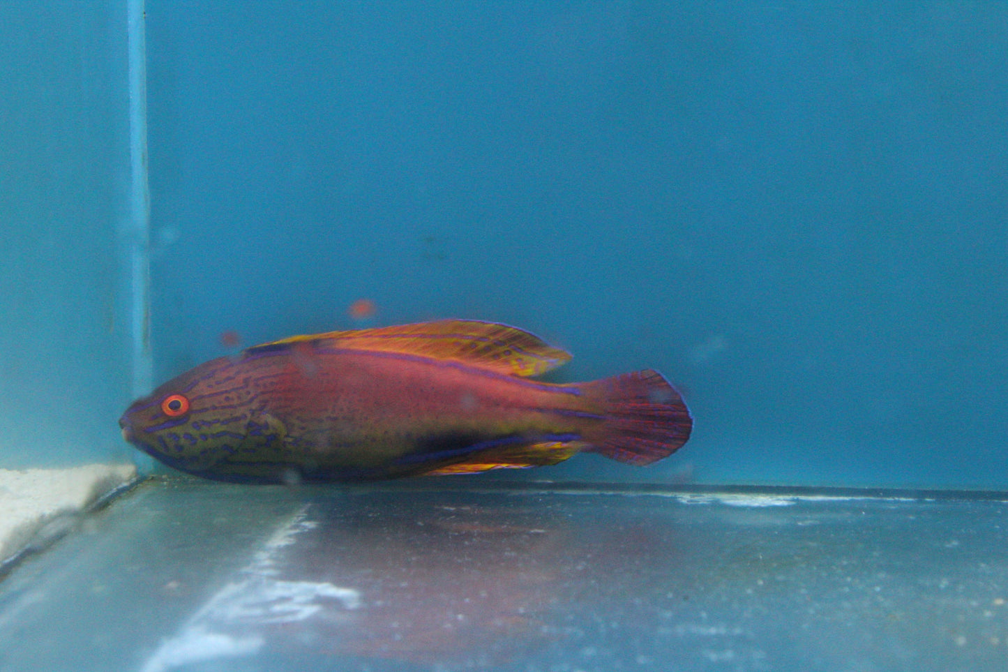 New Aussie Fish 12.4.2023