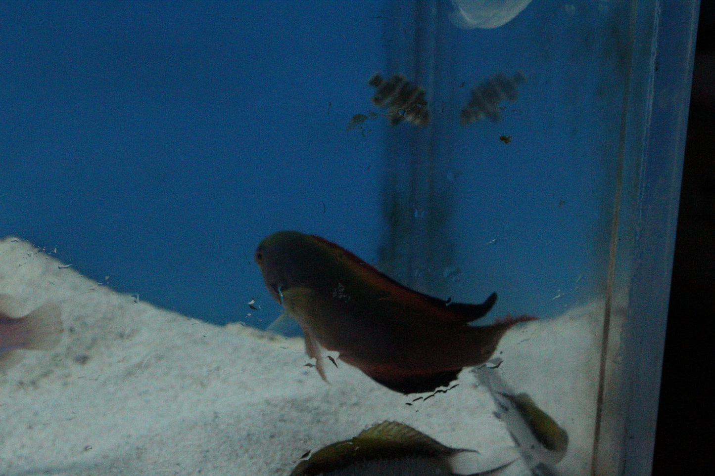 New Aussie Fish 12.4.2023