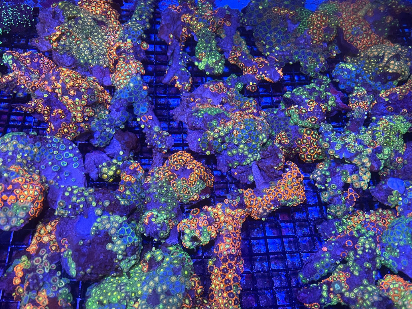 Aussie Assorted Ultra Zoa Rock