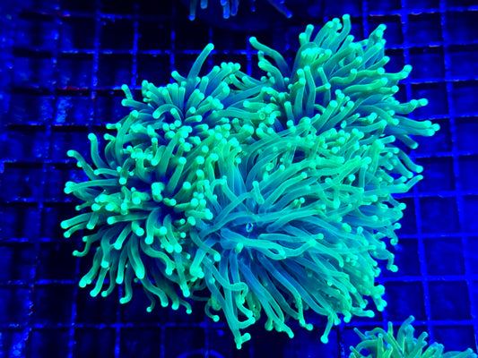 WYSIWYG Ultra Green Torch Colony