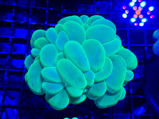 WYSIWYG Toxic Bubble Coral #1