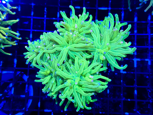 WYSIWYG Ultra Green Torch Colony