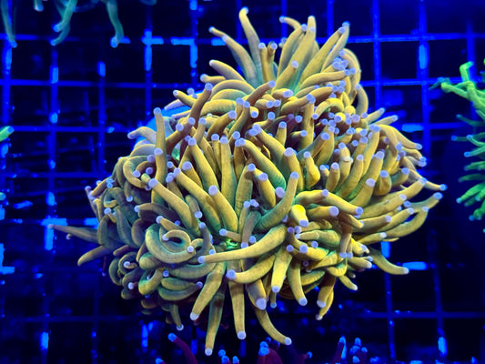 Banana Grail Torch Colony