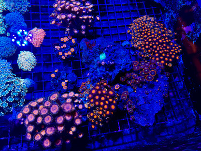 NEW CORAL PICS 07.03.2024