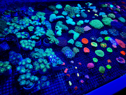 NEW CORAL PICS 07.03.2024