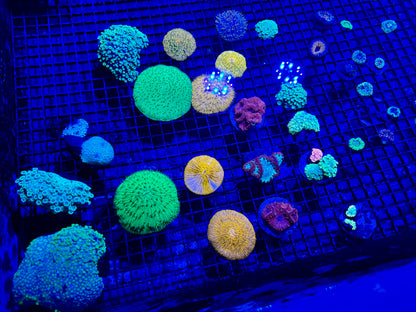 NEW CORAL PICS 07.03.2024