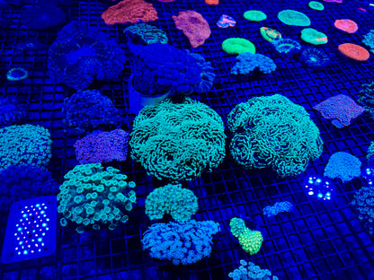 NEW CORAL PICS 07.03.2024