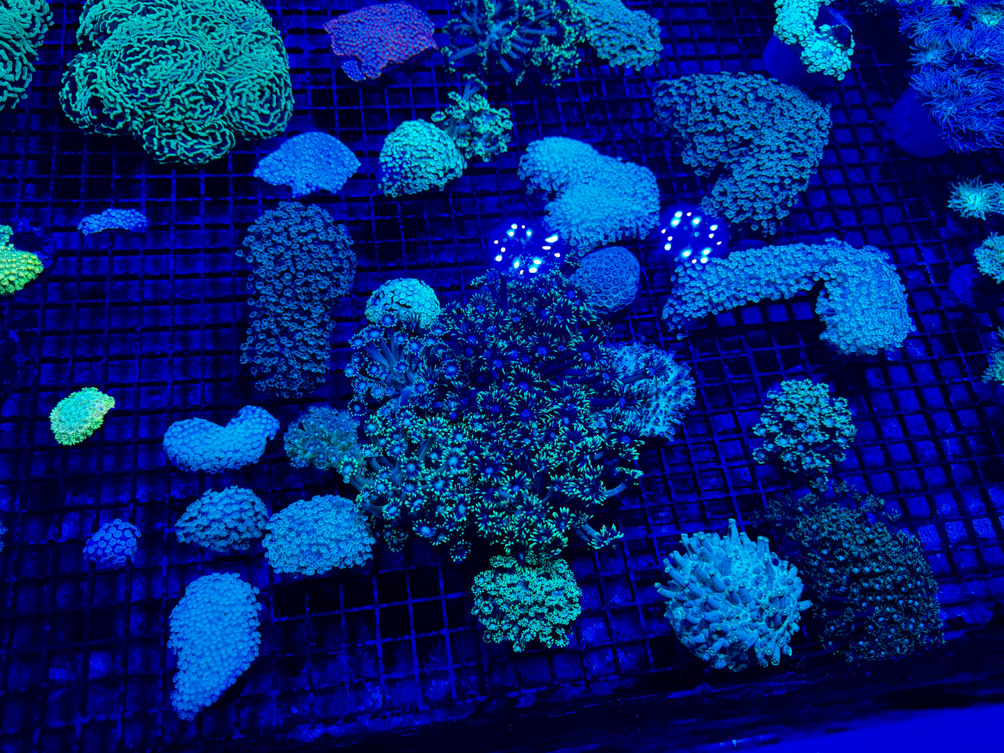 NEW CORAL PICS 07.03.2024