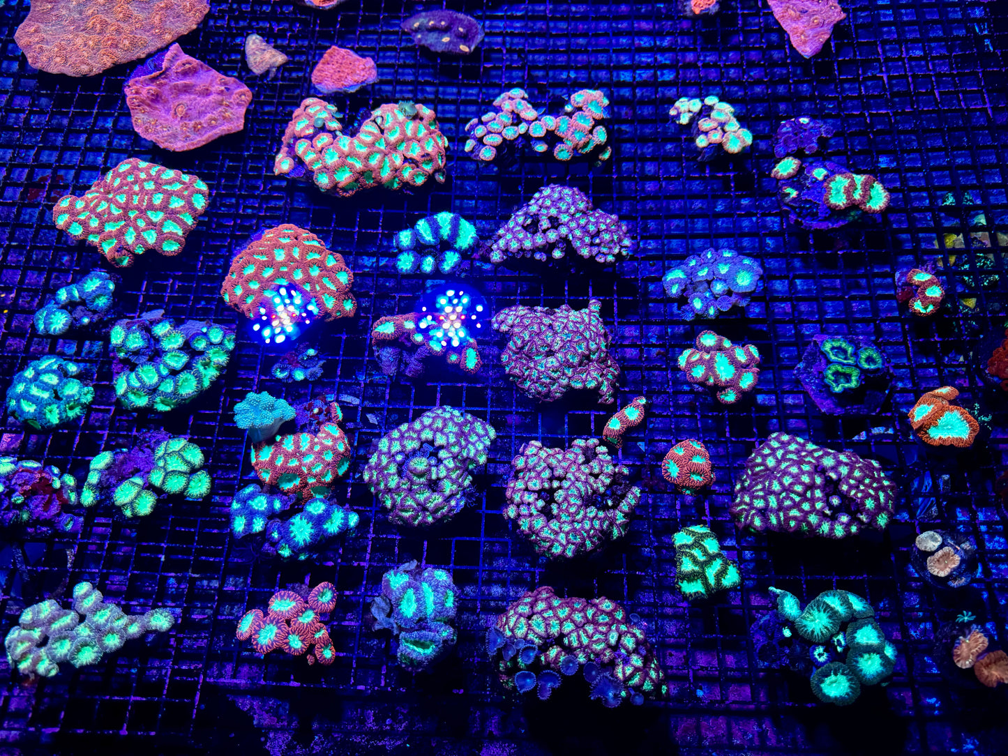 NEW CORAL PICS 07.03.2024