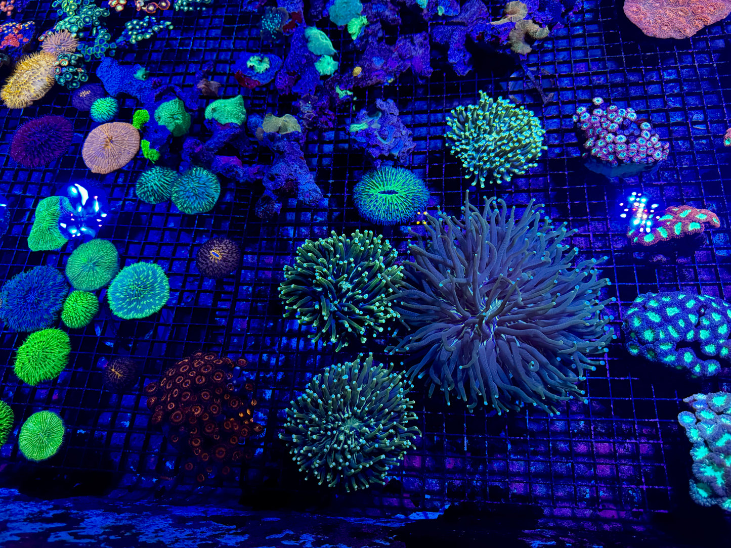 NEW CORAL PICS 07.03.2024