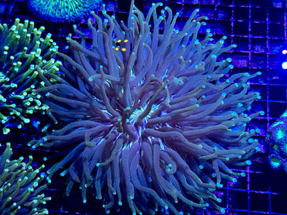 NEW CORAL PICS 07.03.2024