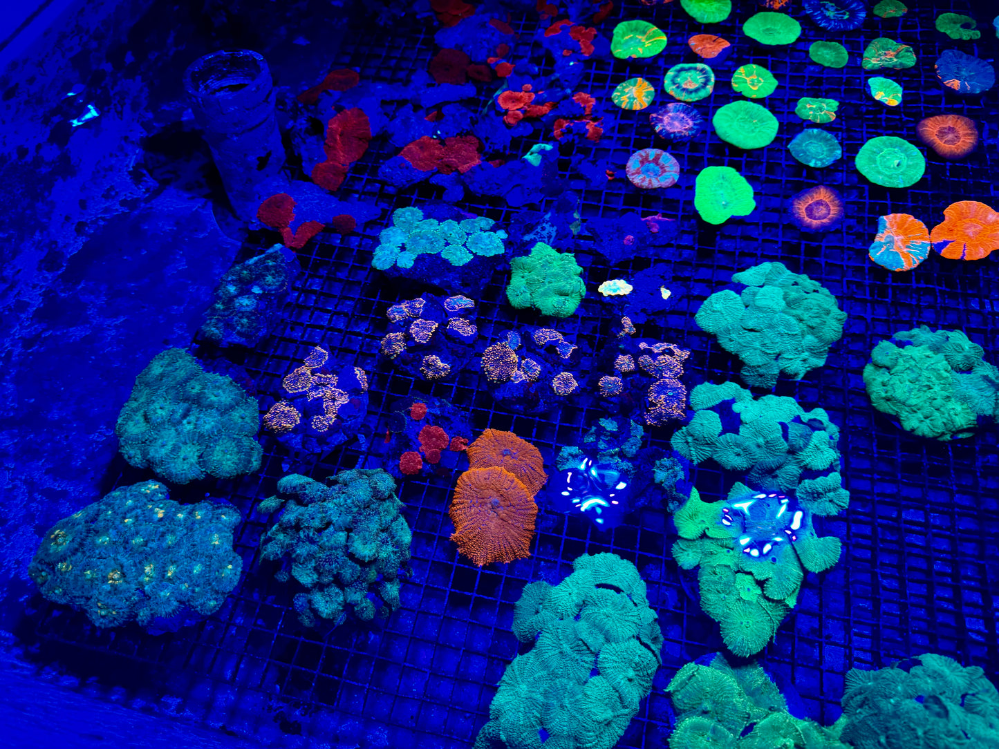 NEW CORAL PICS 07.03.2024