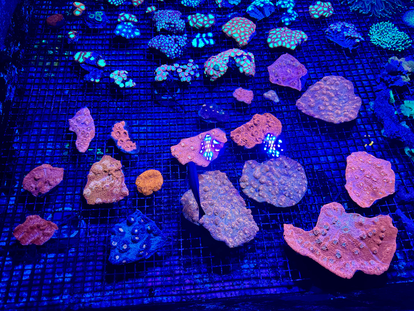 NEW CORAL PICS 07.03.2024