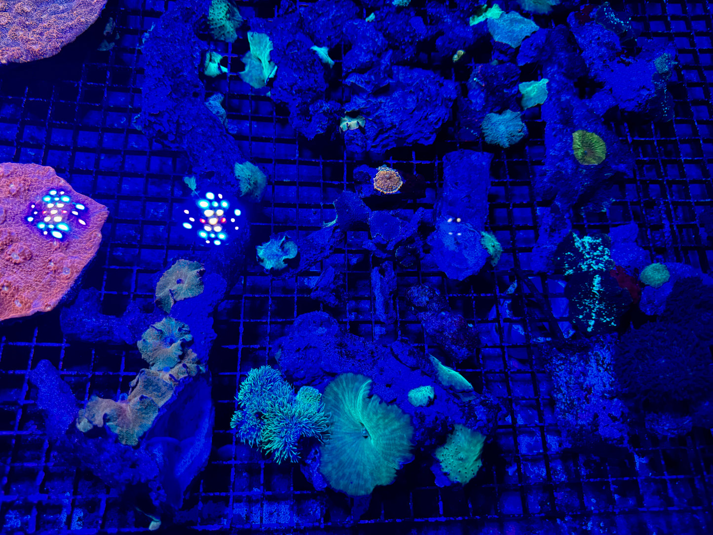 NEW CORAL PICS 07.03.2024