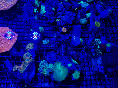 NEW CORAL PICS 07.03.2024