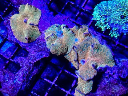 NEW CORAL PICS 07.03.2024