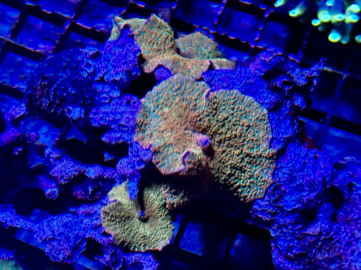 NEW CORAL PICS 07.03.2024