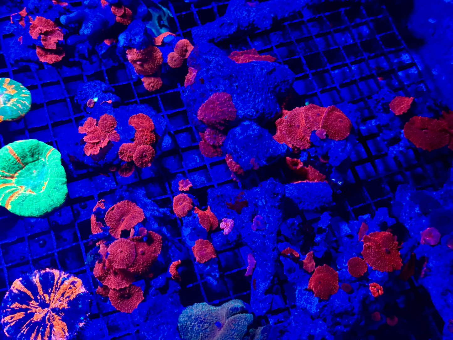 NEW CORAL PICS 07.03.2024