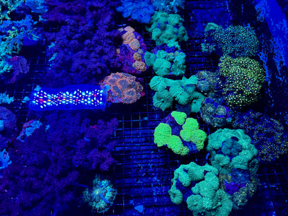 NEW CORAL PICS 07.03.2024