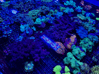 NEW CORAL PICS 07.03.2024