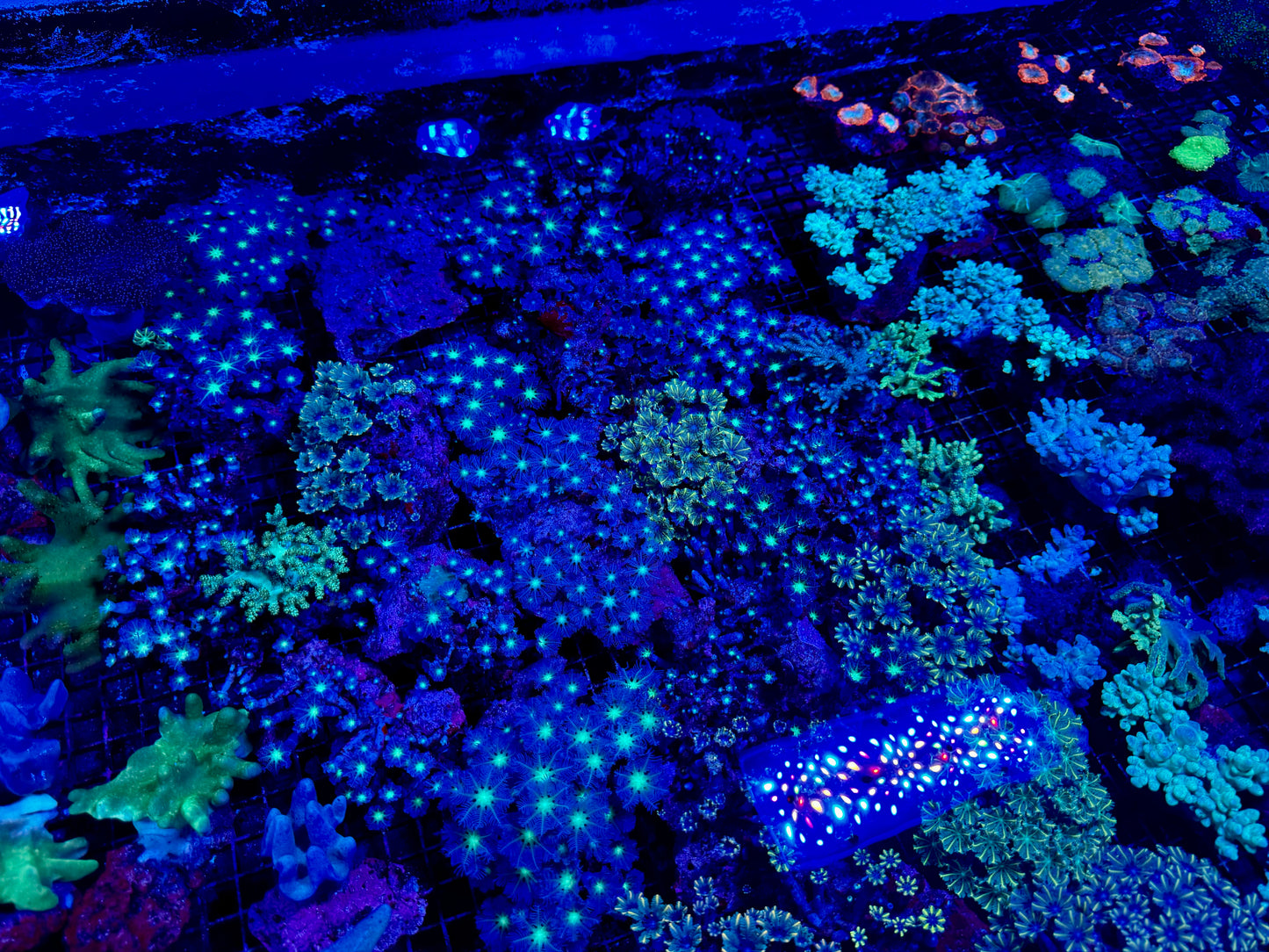 NEW CORAL PICS 07.03.2024