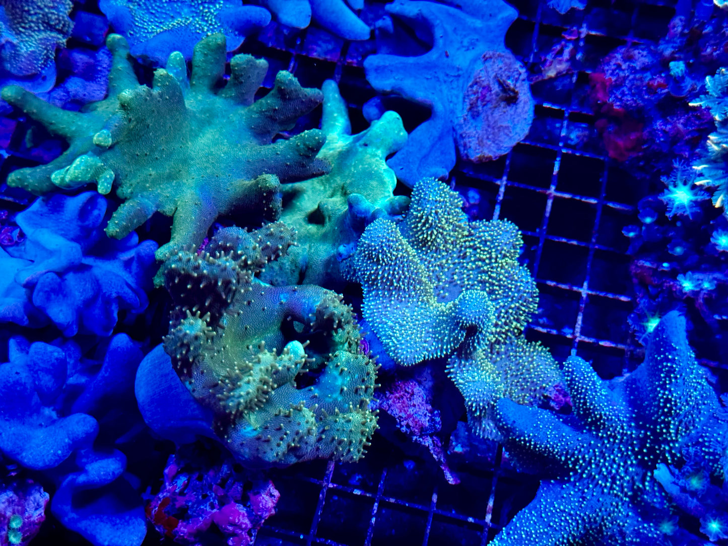 NEW CORAL PICS 07.03.2024