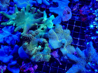 NEW CORAL PICS 07.03.2024