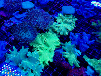 NEW CORAL PICS 07.03.2024