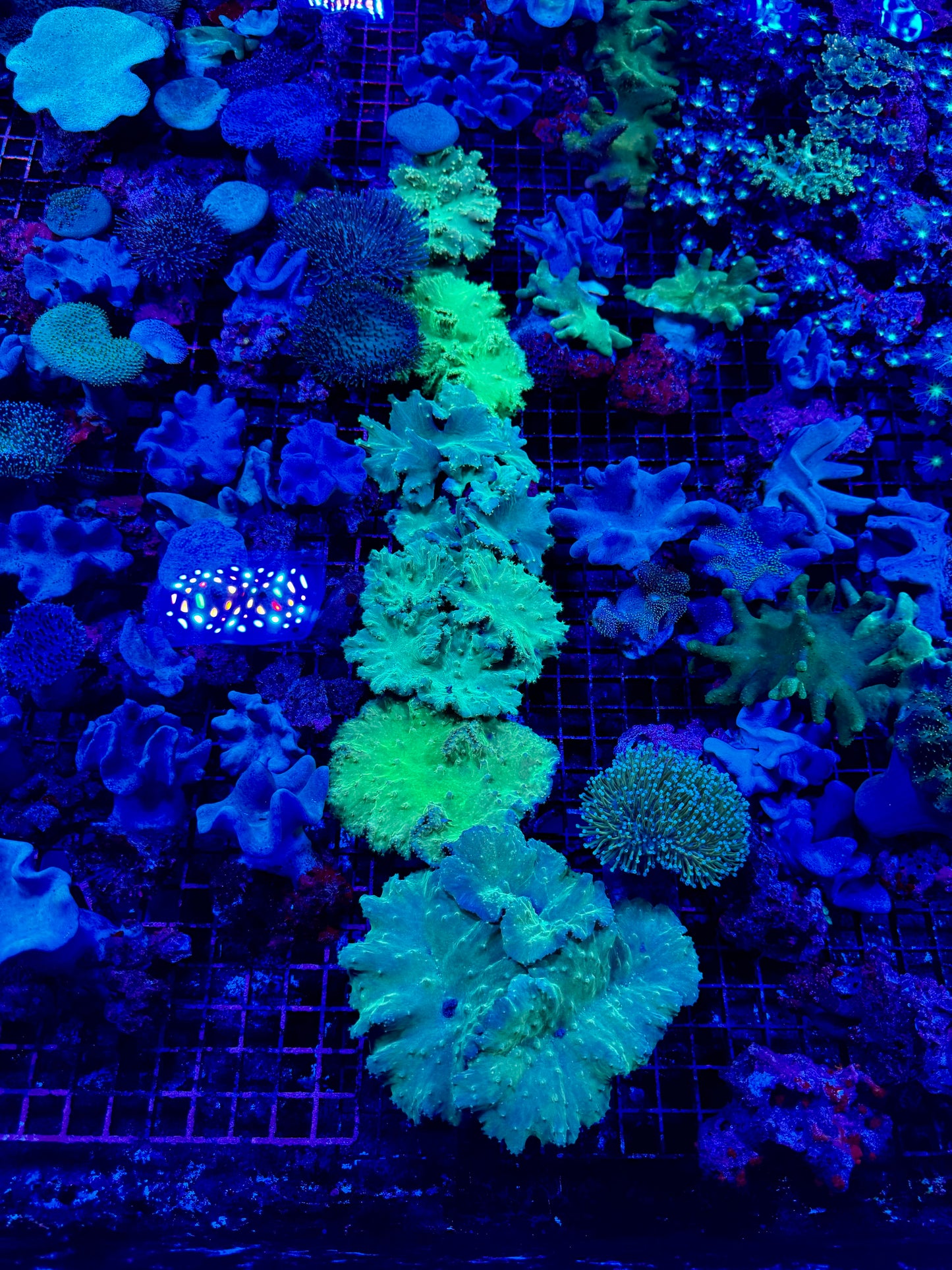 NEW CORAL PICS 07.03.2024