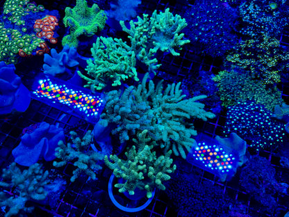 NEW CORAL PICS 07.03.2024