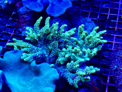 NEW CORAL PICS 07.03.2024