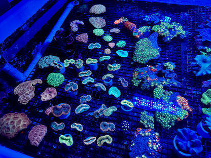 NEW CORAL PICS 07.03.2024