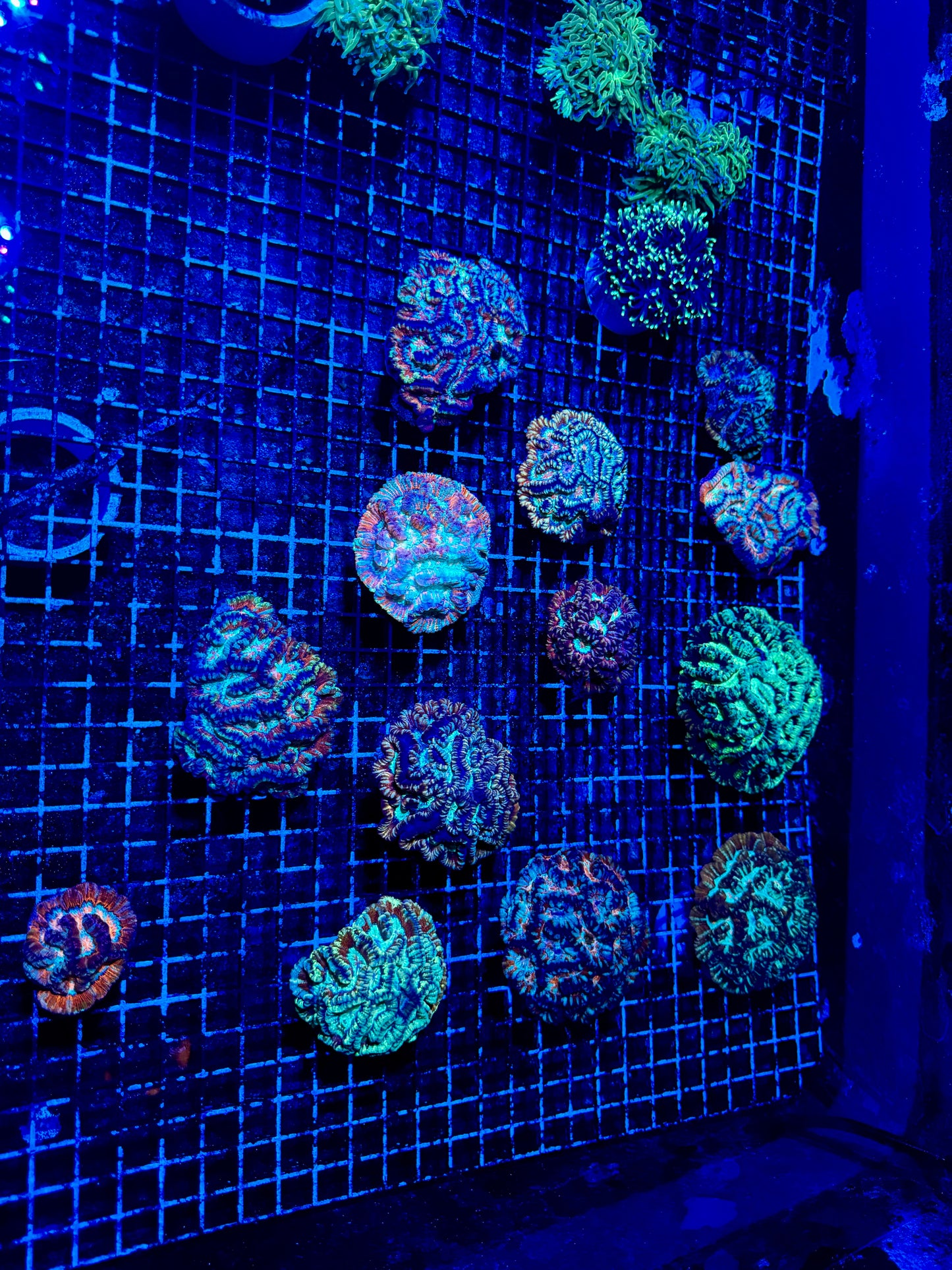 NEW CORAL PICS 07.03.2024