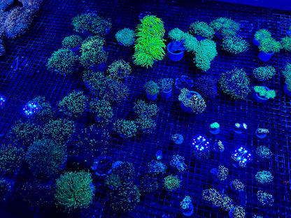 NEW CORAL PICS 07.03.2024