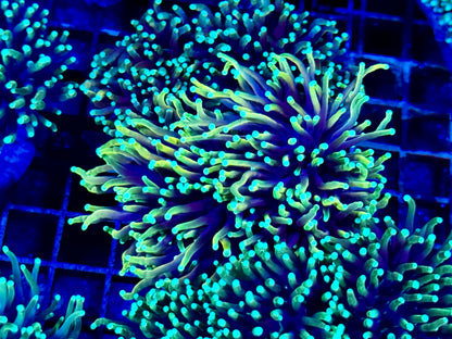 NEW CORAL PICS 07.03.2024