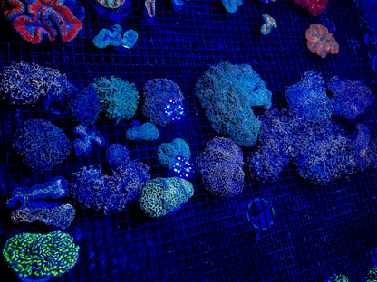 NEW CORAL PICS 07.03.2024