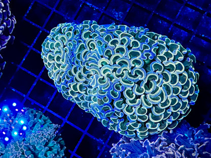 NEW CORAL PICS 07.03.2024