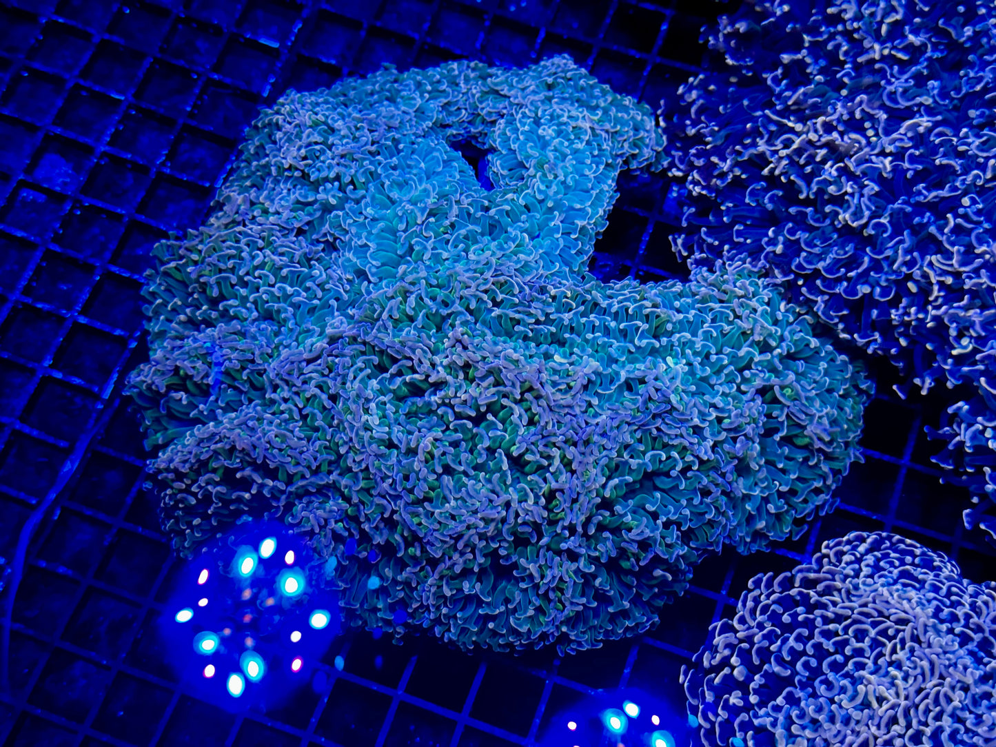 NEW CORAL PICS 07.03.2024