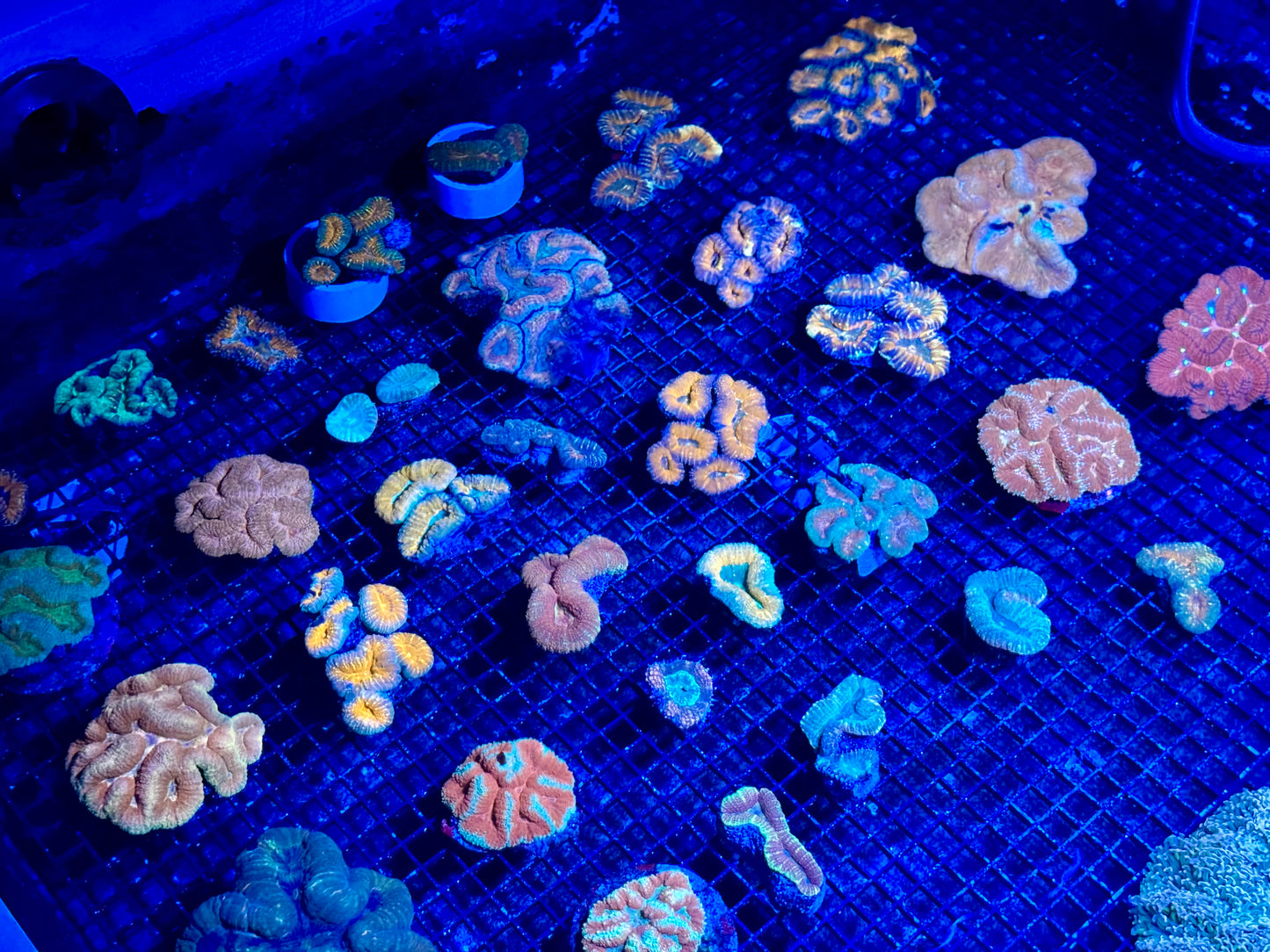 NEW CORAL PICS 07.03.2024