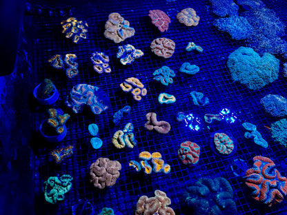 NEW CORAL PICS 07.03.2024