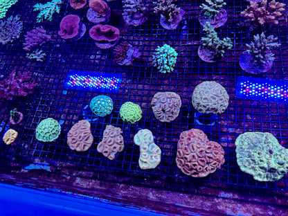 NEW CORAL PICS 07.03.2024