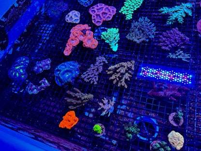 NEW CORAL PICS 07.03.2024