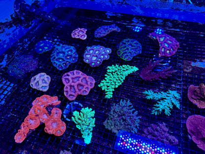 NEW CORAL PICS 07.03.2024