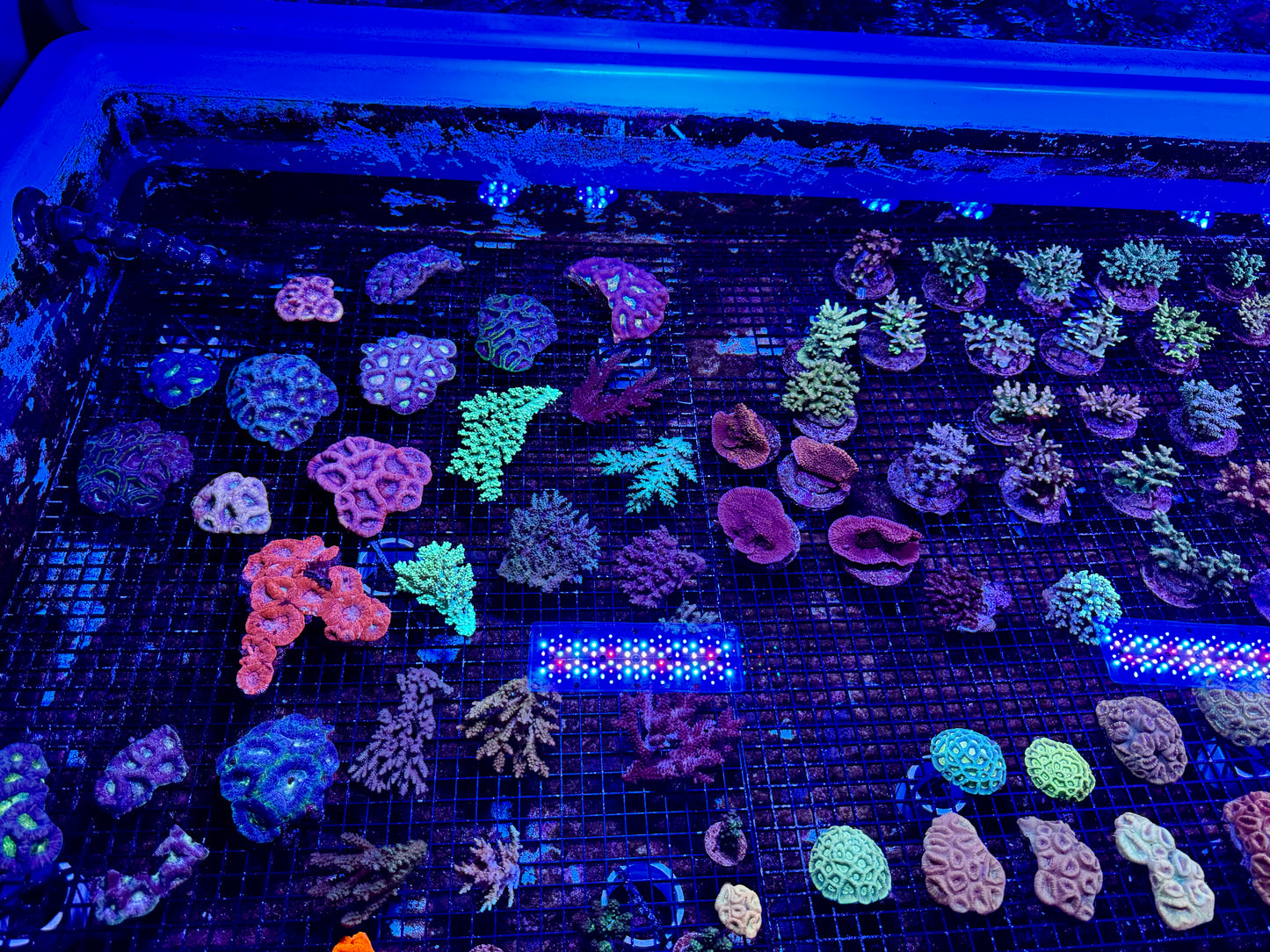 NEW CORAL PICS 07.03.2024