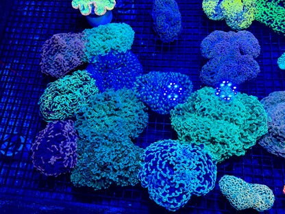 NEW CORAL PICS 07.03.2024