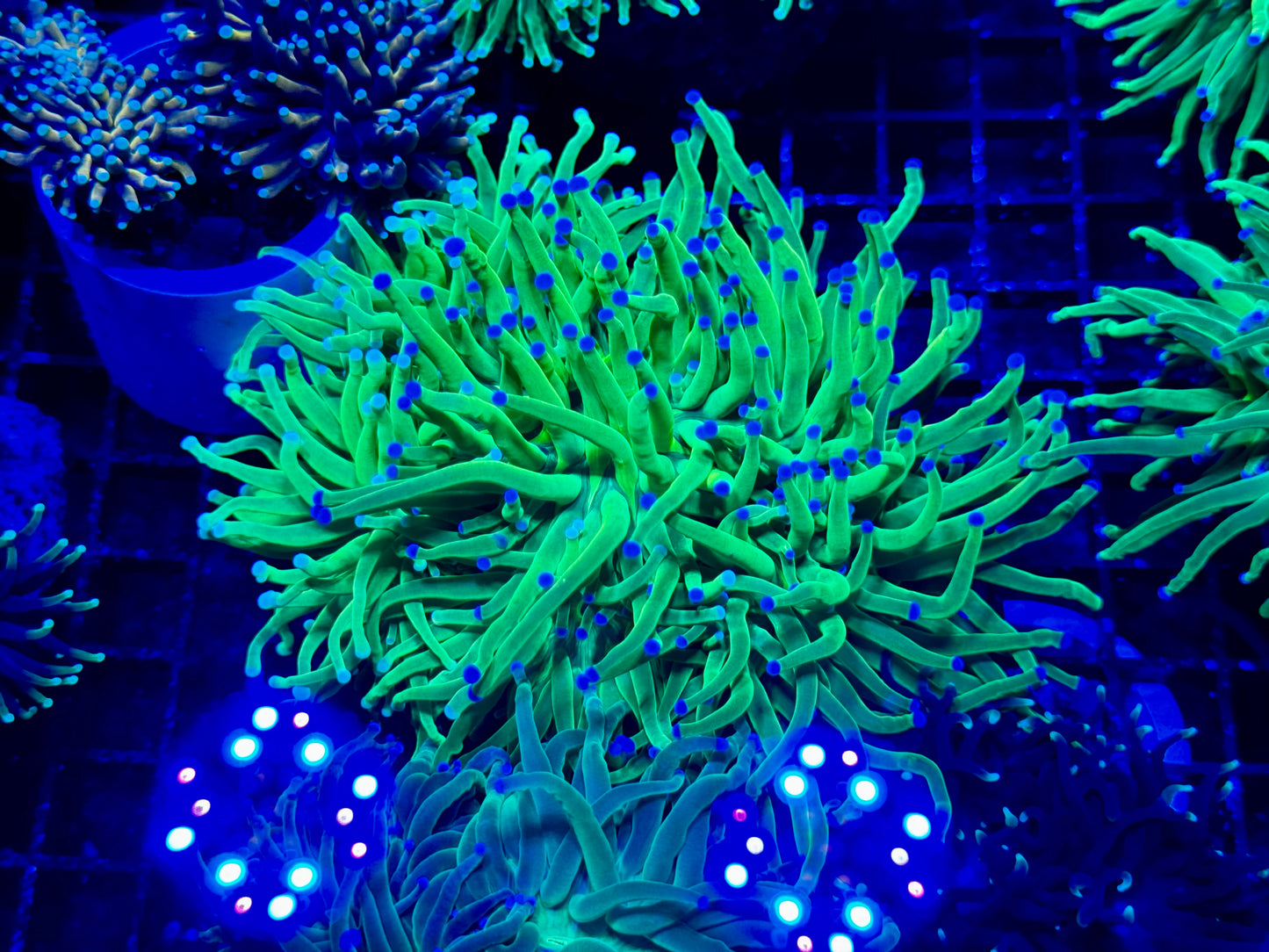 NEW CORAL PICS 07.03.2024