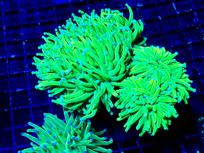 NEW CORAL PICS 07.03.2024