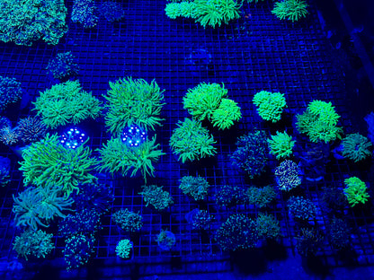 NEW CORAL PICS 07.03.2024