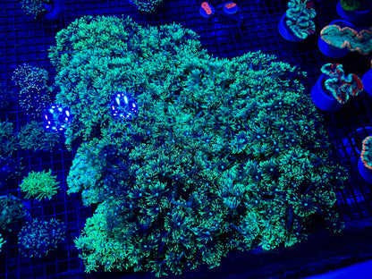 NEW CORAL PICS 07.03.2024