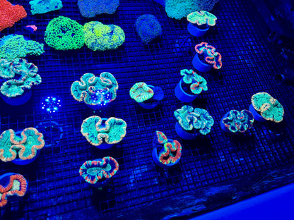 NEW CORAL PICS 07.03.2024